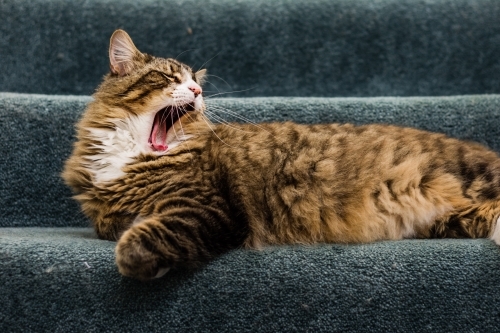 cat on stairs - Australian Stock Image