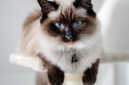 Cat sitting on a perch - Australian Stock Image