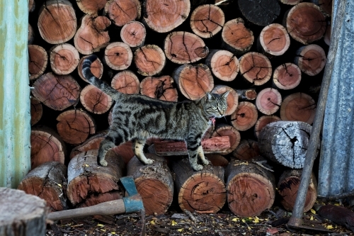 Cat standing on cut wood in shed - Australian Stock Image
