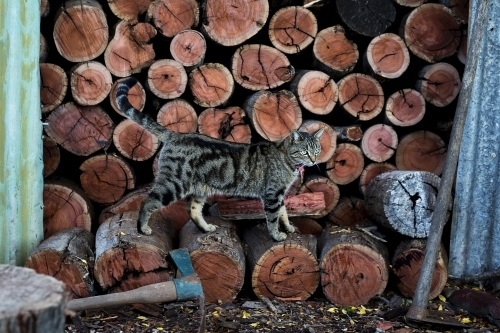 Cat standing on cut wood in shed