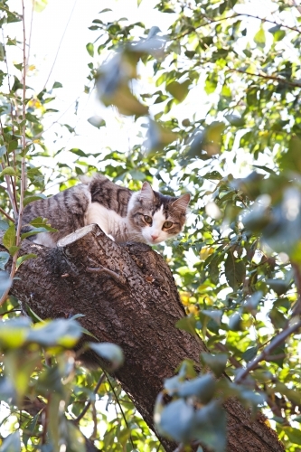 Cat up high in a tree amongst the leaves - Australian Stock Image