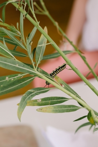 Caterpillar crawling on backyard plant - Australian Stock Image