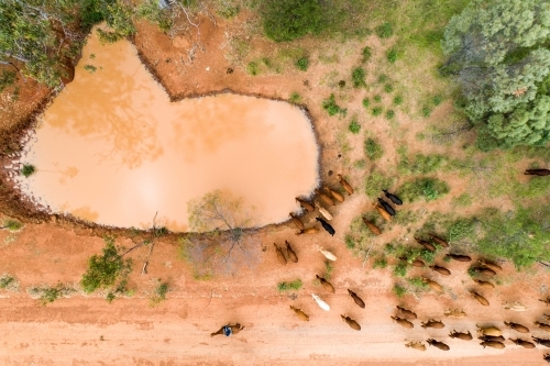 Cattle approaching a small dam to have a drink. - Australian Stock Image