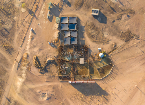 Cattle being mustered onto trucks - Australian Stock Image