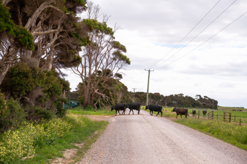 Cattle crossing the dirt road on the farm - Australian Stock Image