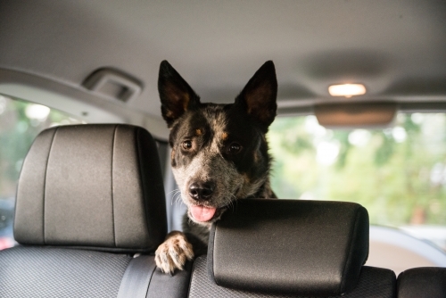 Cattle dog in back of car