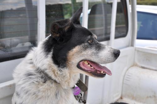 Cattle dog in the back of a ute looking to right - Australian Stock Image
