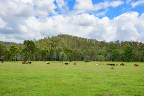 Cattle grazing across a lush green rural pasture beneath forested hills and dramatic clouds - Australian Stock Image
