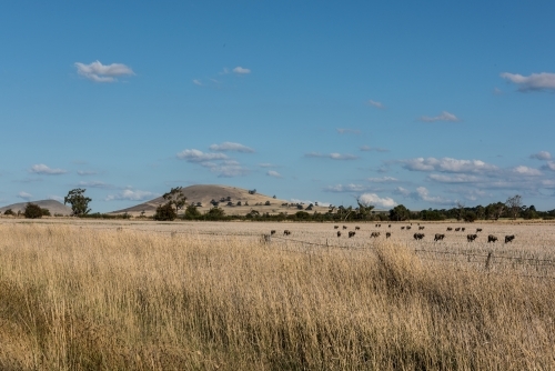 Cattle grazing in field central Victoria - Australian Stock Image