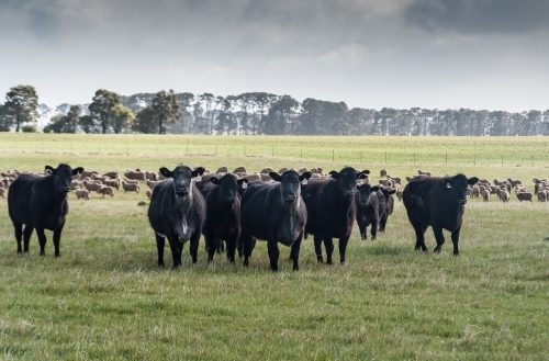 Cattle herd in grassy paddock