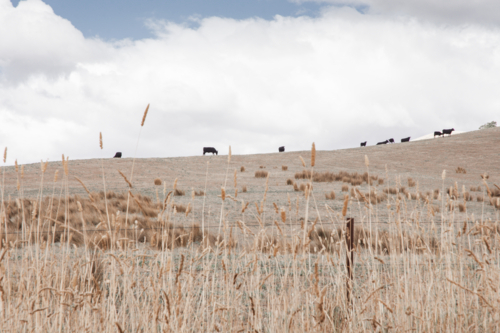 Cattle in distance on hill top with dry grasses in foreground - horizontal - Australian Stock Image