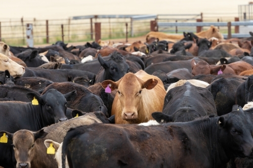 cattle in yards - Australian Stock Image