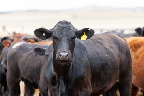 cattle in yards - Australian Stock Image