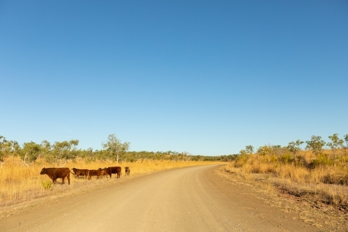 cattle on side of unsealed road in the east kimberley - Australian Stock Image