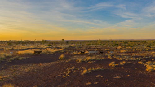 Cattle running on station - Australian Stock Image