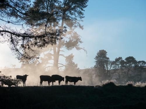 Cattle silhouetted against mist rising from a dam on a frosty morning - Australian Stock Image