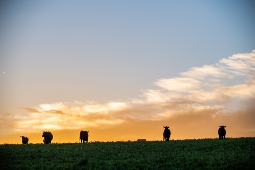 Cattle silhouettes on hilltop at dawn - Australian Stock Image