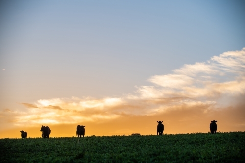 Cattle silhouettes on hilltop at dawn