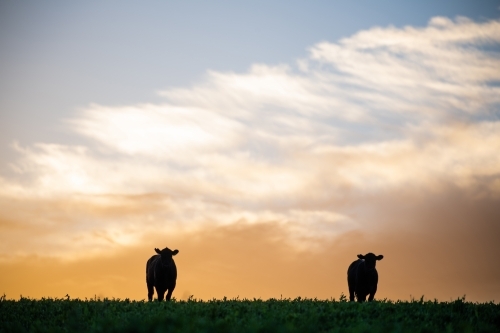 Cattle silhouettes on hilltop at dawn - Australian Stock Image