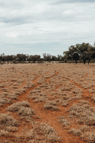 Cattle tracks in outback Australia - Australian Stock Image