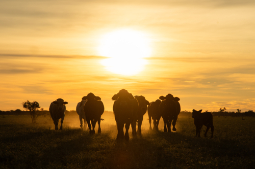 Cattle trotting in front of sun setting - Australian Stock Image