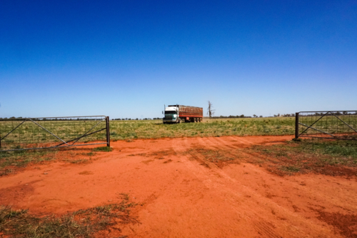 Cattle truck on farm - Australian Stock Image