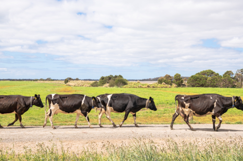 Cattle walking along the dirt road of the farm. - Australian Stock Image