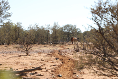 Cattle walking in on a pad in the mulgalands - Australian Stock Image