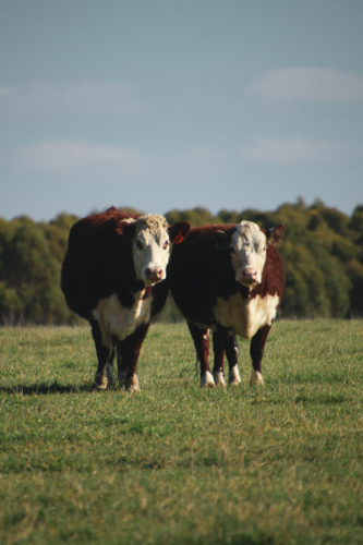 Cattle with white and brown fur standing in a paddock - Australian Stock Image