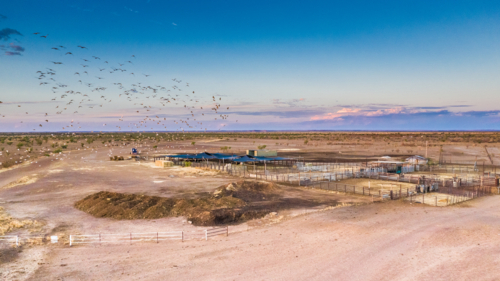Cattle Yard at dusk with bird flock - Australian Stock Image