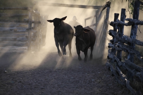 Cattlemen walking behind cattle in stockyards shrouded in dust and fading golden light - Australian Stock Image