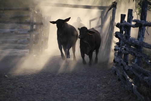 Cattlemen walking behind cattle in stockyards shrouded in dust and fading golden light