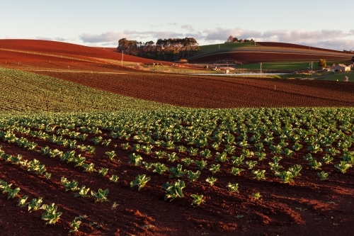 Cauliflower crop & rich red soil - Australian Stock Image