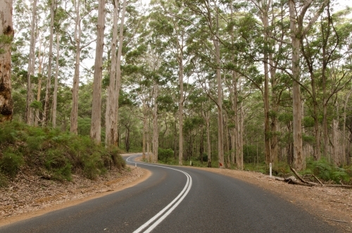 Cave Road Drive through Boranup Karri Forest - Australian Stock Image