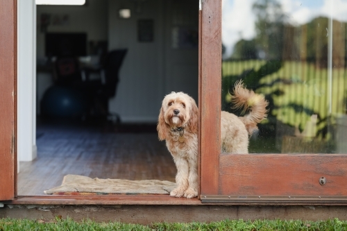 Cavoodle breed dog inside home looking out back door - Australian Stock Image