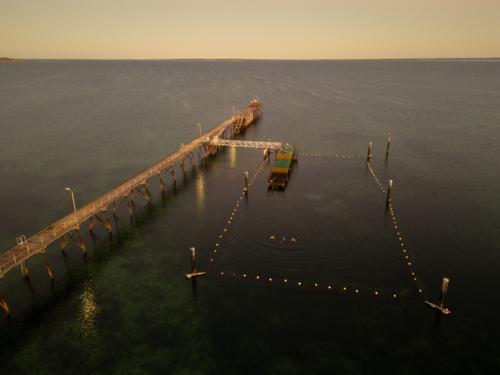 Ceduna jetty - Australian Stock Image