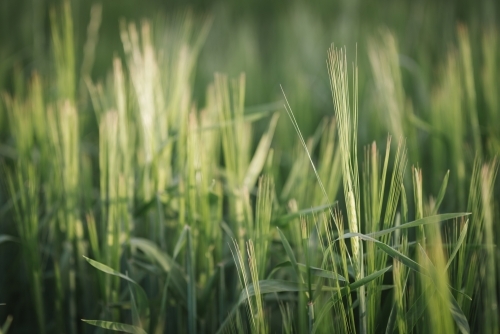 Cereal barley crop at head emergence in the Wheatbelt of Western Australia - Australian Stock Image