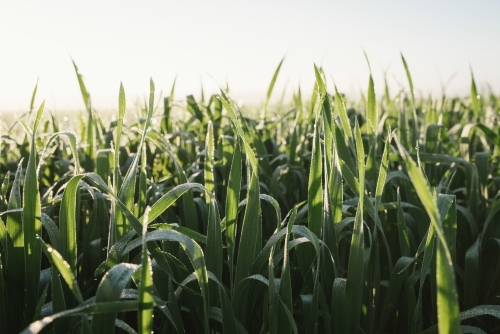Cereal crop at ear peep in the Wheatbelt of Western Australia - Australian Stock Image