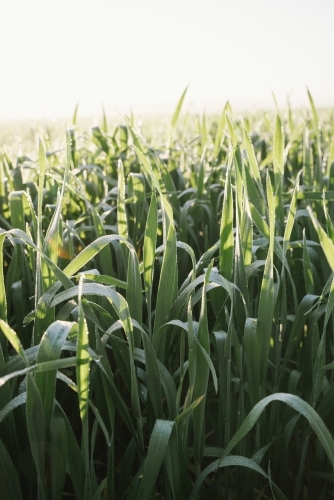 Cereal crop at ear peep in the Wheatbelt of Western Australia - Australian Stock Image