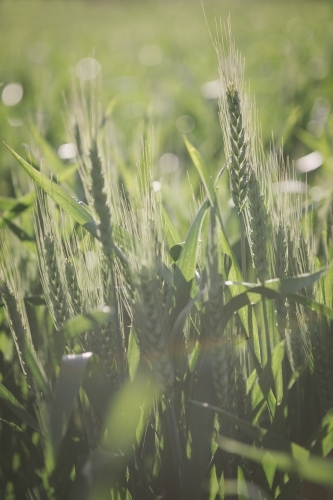 Cereal crop at head emergence in the Wheatbelt of Western Australia - Australian Stock Image