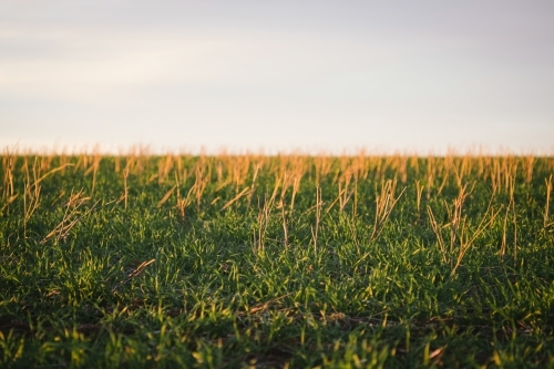 Cereal crop emerging in canola stubble in the Avon Valley in Western Australia - Australian Stock Image