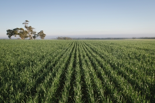 Cereal crop in the Wheatbelt of Western Australia - Australian Stock Image