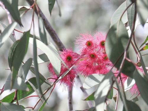 Cerise pink flowers amidst grey green foliage - Australian Stock Image