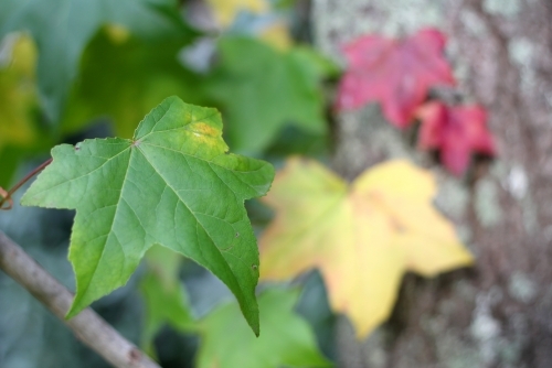 Changing autumn leaves of liquidambar tree - Australian Stock Image