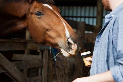 Cheeky horse stealing coffee from man - Australian Stock Image