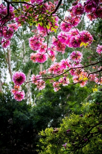 Cherry Blossoms - Australian Stock Image