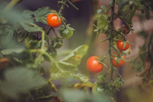 Cherry Tomatoes Growing in a Green Backyard Garden - Australian Stock Image