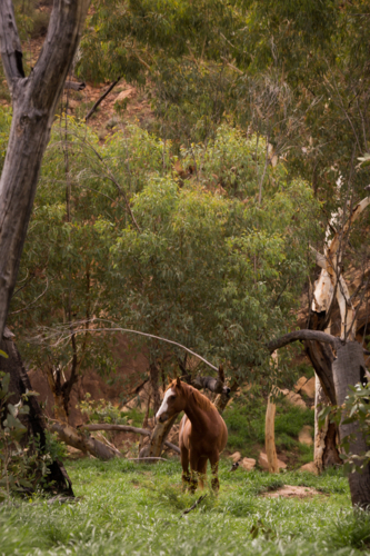Chestnut horse standing amid a lush, green forest - Australian Stock Image