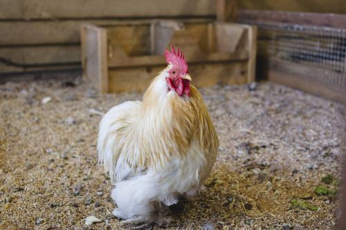 Chicken - Australian Stock Image