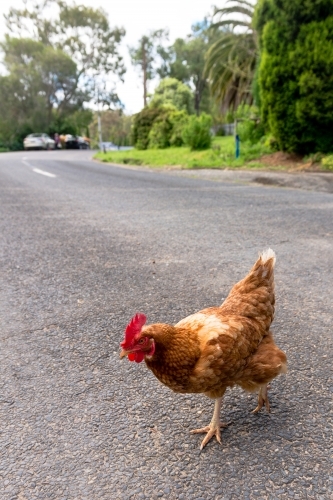 chicken crossing the road - Australian Stock Image
